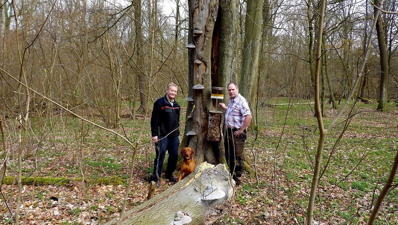 Der Biologe und Käferexperte Ludger Schmidt steht auf der rechten Seite eines Baumes, auf der anderen Seite der Förster.