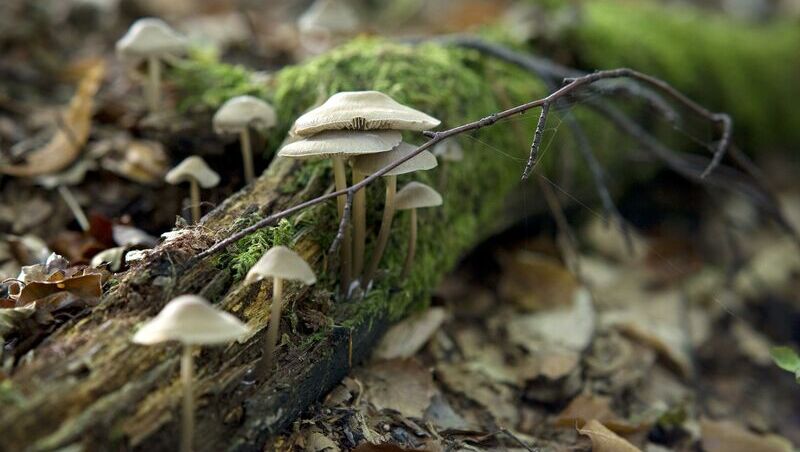 Ein Close-Up Foto von zärtlichen Baumpilzen.