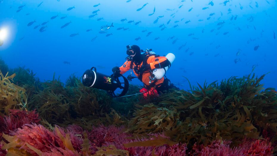 Ein Taucher in der Nähe eines Gipfels , aus der Nähe fotografiert. Über ihm schwimmen Schwärme von kleinen Fischen, roter Seetang und Seetang wiegen sich in der Meeresströmung unter ihm.